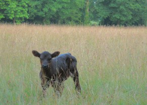 IMG5836 meadow 582 x 418 291 x
